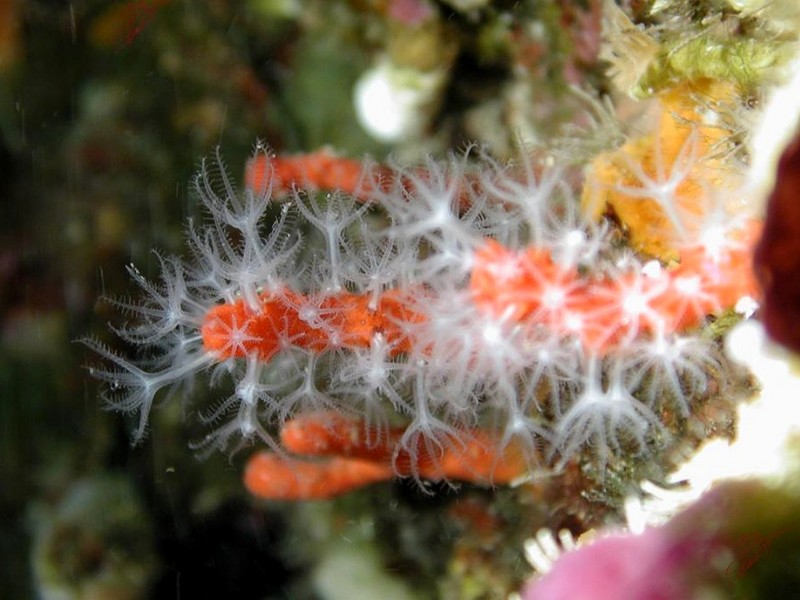 [DOT CD06] Underwater - Spain Cape Creus - Sea Anemone?; DISPLAY FULL IMAGE.