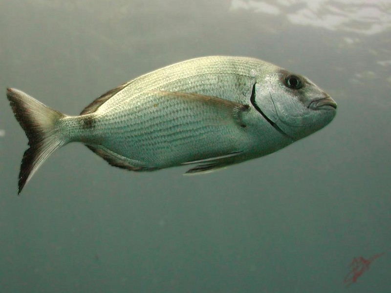 [DOT CD06] Underwater - Spain Cape Creus - Fish; DISPLAY FULL IMAGE.