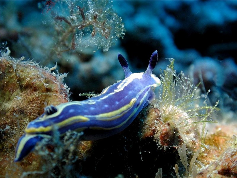 [DOT CD06] Underwater - Spain Cape Creus - Nudibranch; DISPLAY FULL IMAGE.