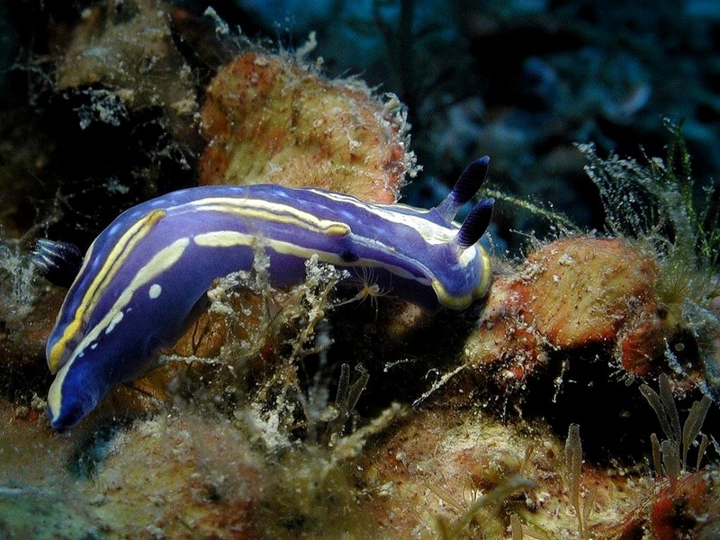 [DOT CD06] Underwater - Spain Cape Creus - Nudibranch; DISPLAY FULL IMAGE.