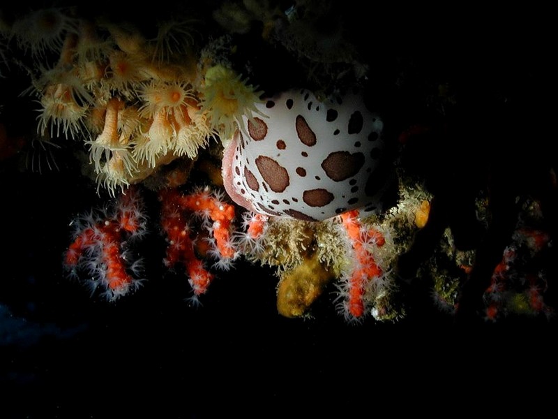 [DOT CD06] Underwater - Spain Cape Creus - Nudibranch?; DISPLAY FULL IMAGE.