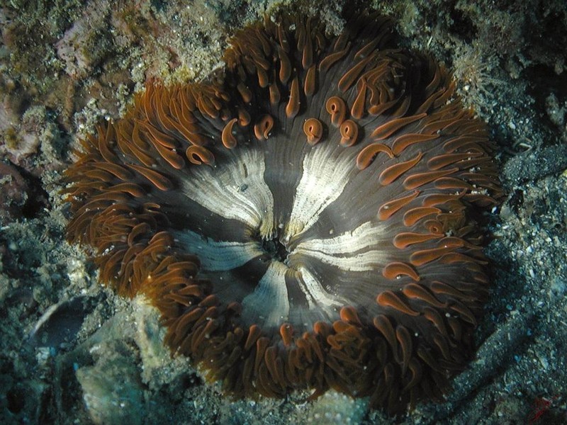 [DOT CD06] Underwater - Spain Cape Creus - Sea Anemone; DISPLAY FULL IMAGE.