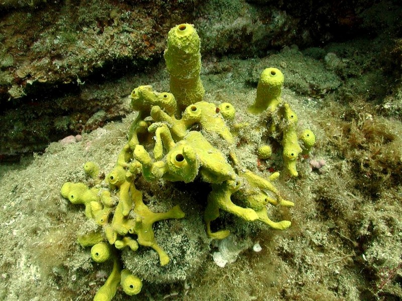 [DOT CD06] Underwater - Spain Cape Creus - Barrel Sponge?; DISPLAY FULL IMAGE.