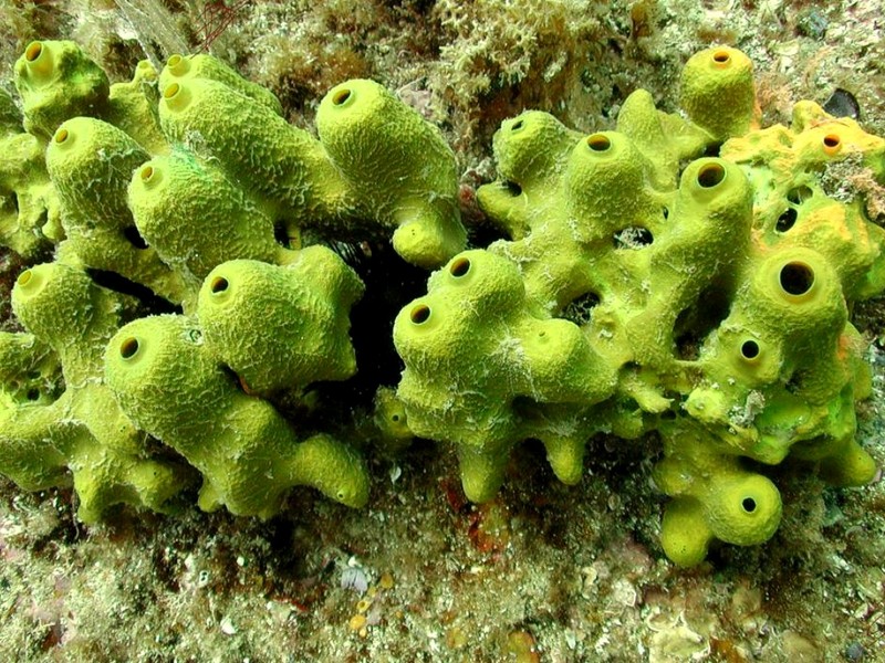 [DOT CD06] Underwater - Spain Cape Creus - Barrel Sponge?; DISPLAY FULL IMAGE.