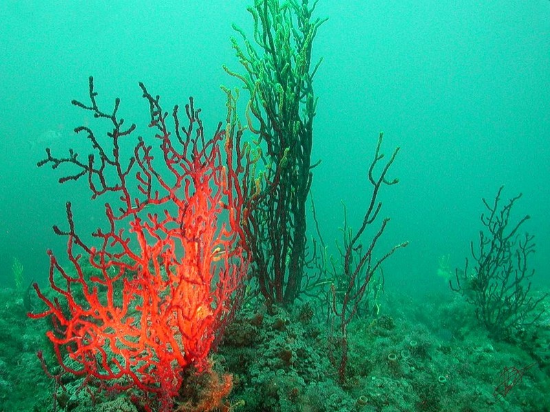 [DOT CD06] Underwater - Spain Cape Creus - Sea Fan?; DISPLAY FULL IMAGE.
