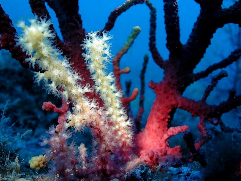 [DOT CD06] Underwater - Spain Cape Creus - Coral; DISPLAY FULL IMAGE.