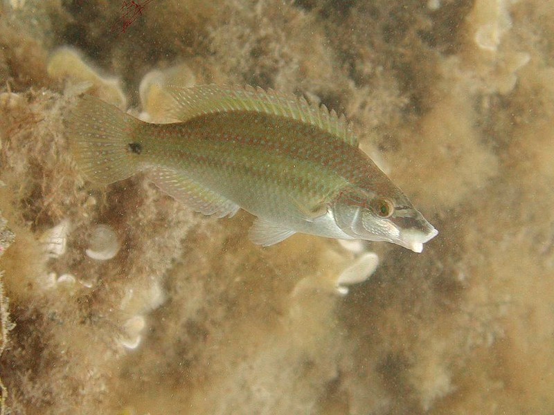 [DOT CD06] Underwater - Spain Cape Creus - Fish; DISPLAY FULL IMAGE.