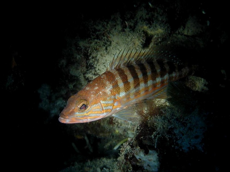 [DOT CD06] Underwater - Spain Cape Creus - Fish; DISPLAY FULL IMAGE.