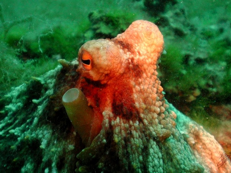 [DOT CD06] Underwater - Spain Cape Creus - Octopus; DISPLAY FULL IMAGE.