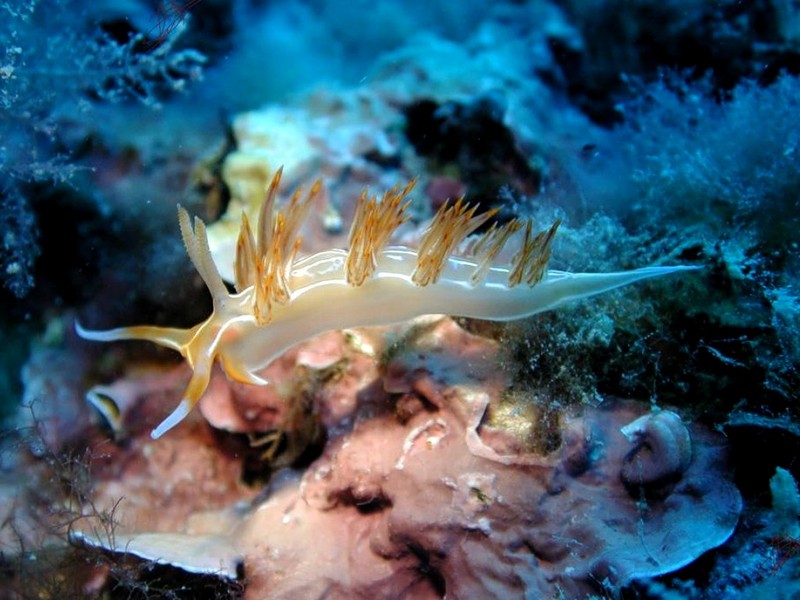 [DOT CD06] Underwater - Spain Cape Creus - Nudibranch; DISPLAY FULL IMAGE.