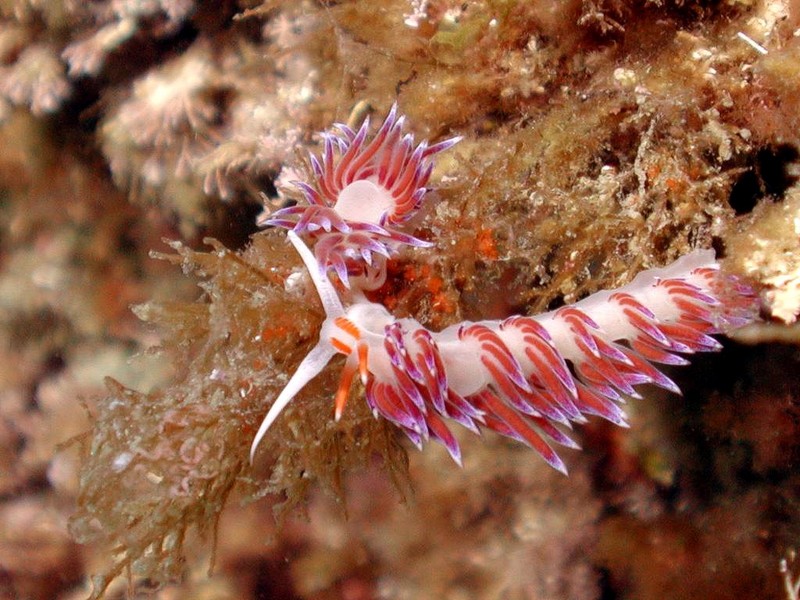[DOT CD06] Underwater - Spain Cape Creus - Nudibranch; DISPLAY FULL IMAGE.