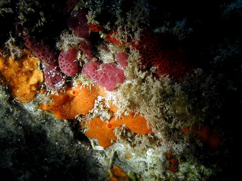 [DOT CD06] Underwater - Spain Cape Creus - Sponge?; DISPLAY FULL IMAGE.