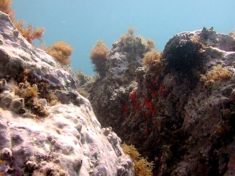 [DOT CD06] Underwater - Spain Cape Creus - Sponge?; DISPLAY FULL IMAGE.