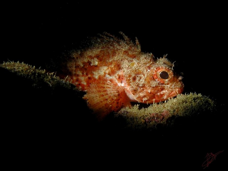 [DOT CD06] Underwater - Spain Cape Creus - Rockfish?; DISPLAY FULL IMAGE.