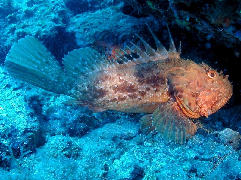 [DOT CD06] Underwater - Spain Cape Creus - Rockfish?; DISPLAY FULL IMAGE.