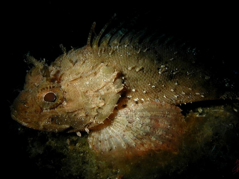 [DOT CD06] Underwater - Spain Cape Creus - Rockfish?; DISPLAY FULL IMAGE.