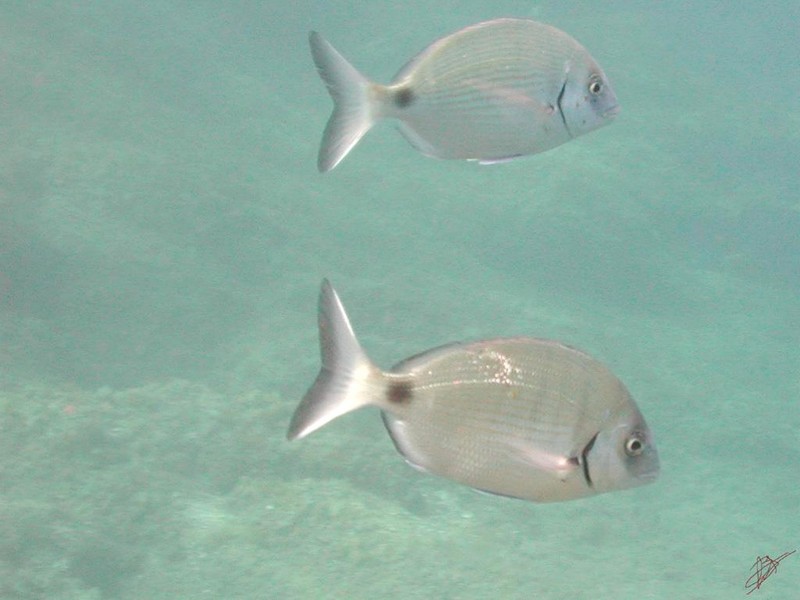 [DOT CD06] Underwater - Spain Cape Creus - Fishes; DISPLAY FULL IMAGE.