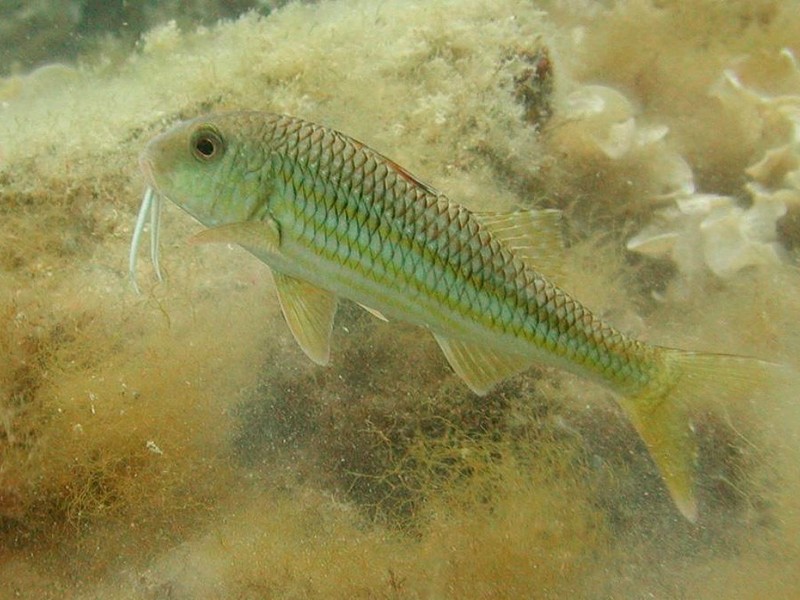 [DOT CD06] Underwater - Spain Cape Creus - Fish; DISPLAY FULL IMAGE.