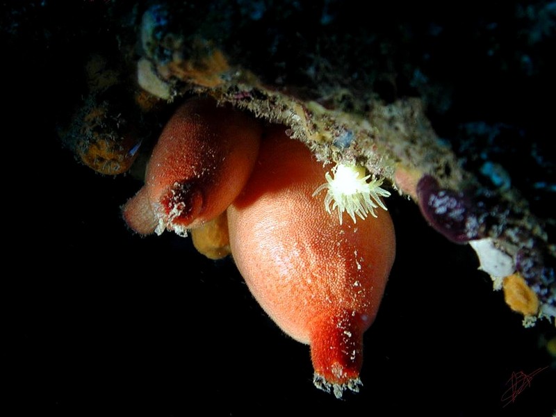 [DOT CD06] Underwater - Spain Cape Creus - Sea Squirt; DISPLAY FULL IMAGE.
