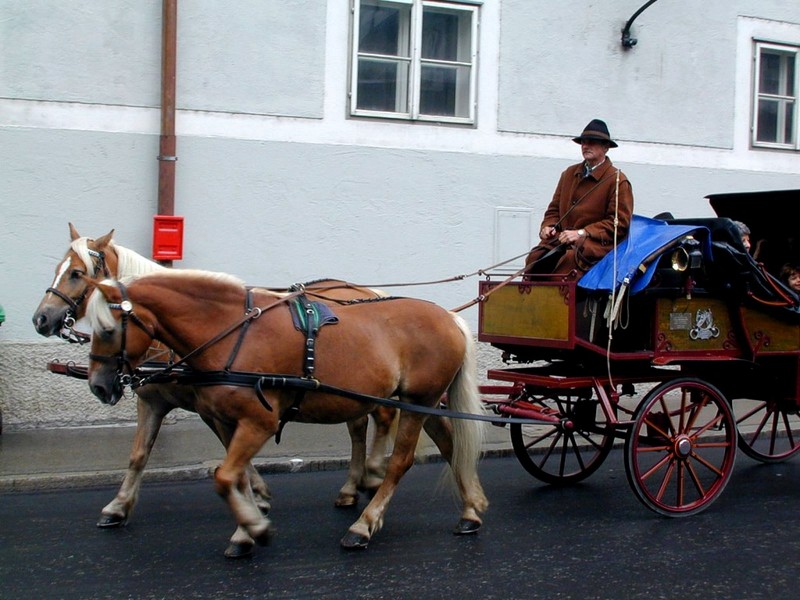 [DOT CD07] Austria - Province of Salzburg - Salzburg City - Horses; DISPLAY FULL IMAGE.