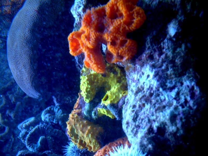 [DOT CD07] Bahamas Paradise Island - Sponges; DISPLAY FULL IMAGE.