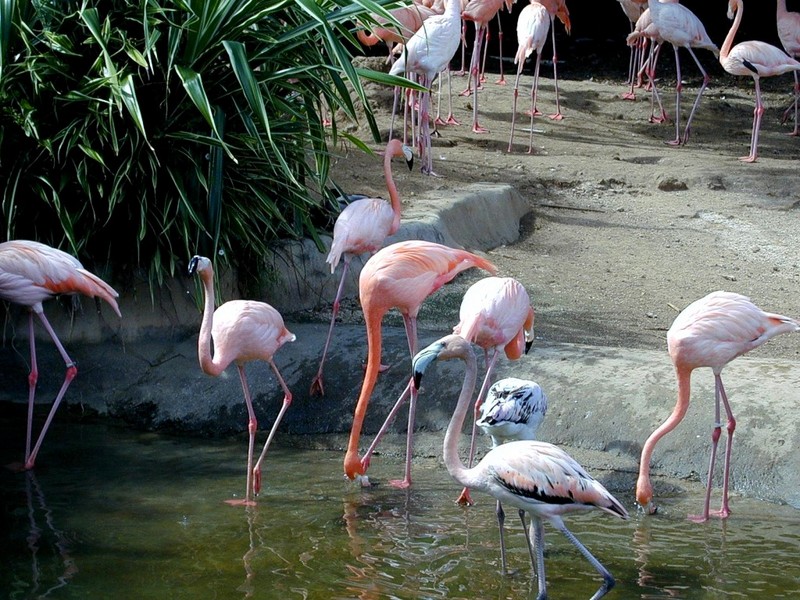 [DOT CD07] Dominican Republic - Catalonia Bavaro Resort - Flamingos; DISPLAY FULL IMAGE.