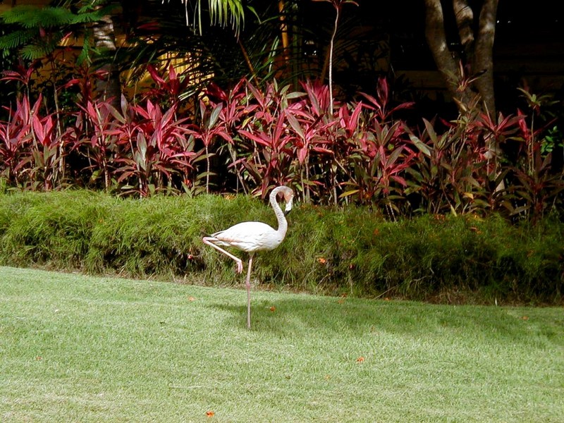 [DOT CD07] Dominican Republic - Iberostar Dominicana Resort - Flamingo; DISPLAY FULL IMAGE.