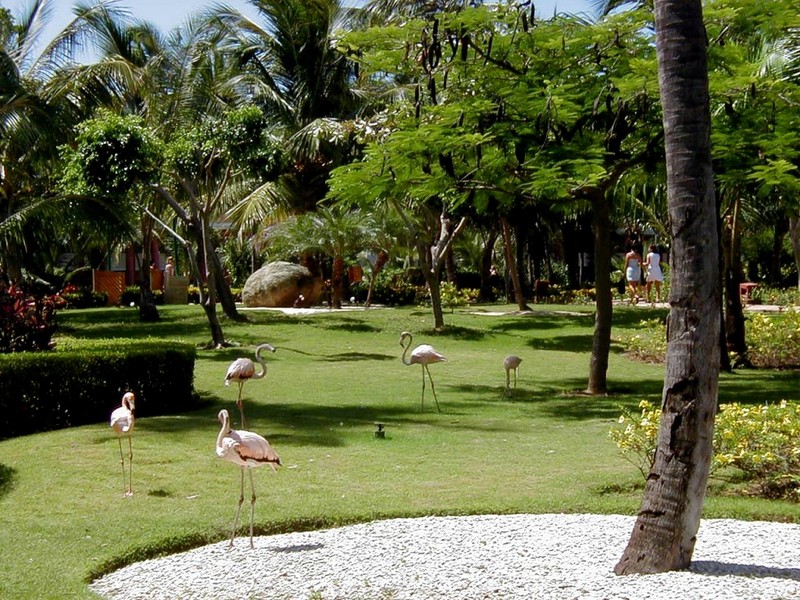 [DOT CD07] Dominican Republic - Iberostar Dominicana Resort - Flamingos; DISPLAY FULL IMAGE.