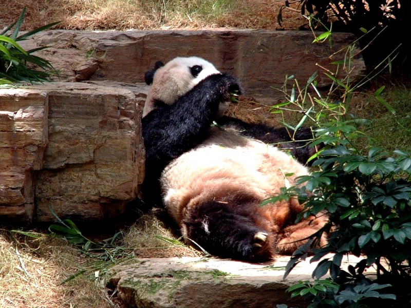 [DOT CD07] Hong Kong Ocean Park - Giant Panda, Ailuropoda melanoleuca; DISPLAY FULL IMAGE.