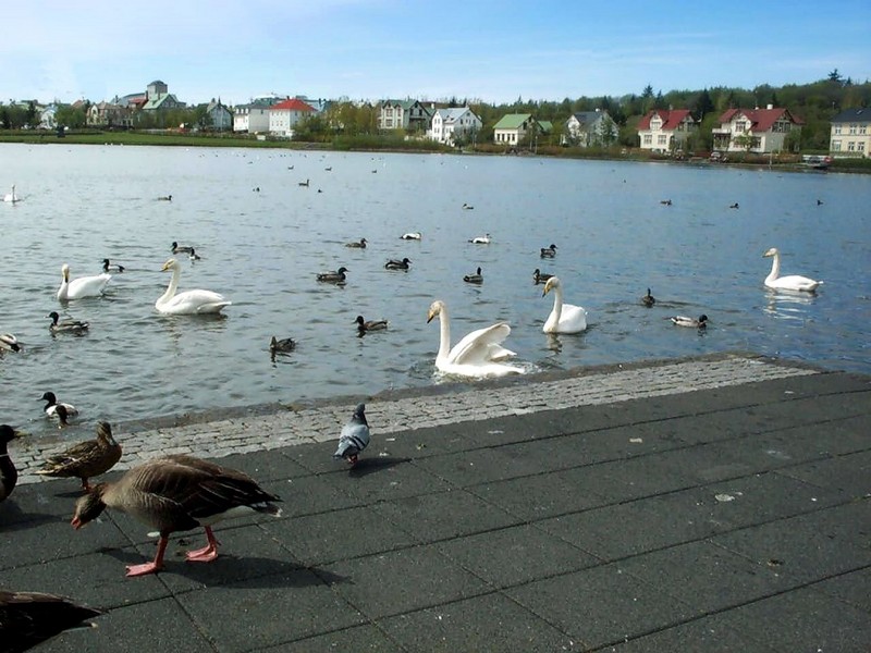 [DOT CD07] Iceland Reykjavik - Swans; DISPLAY FULL IMAGE.