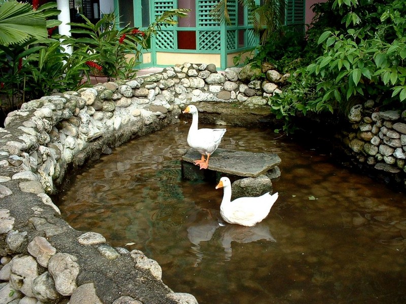 [DOT CD08] Dominican Republic, Playa Dorada - Paradise Beach Resort - Geese; DISPLAY FULL IMAGE.