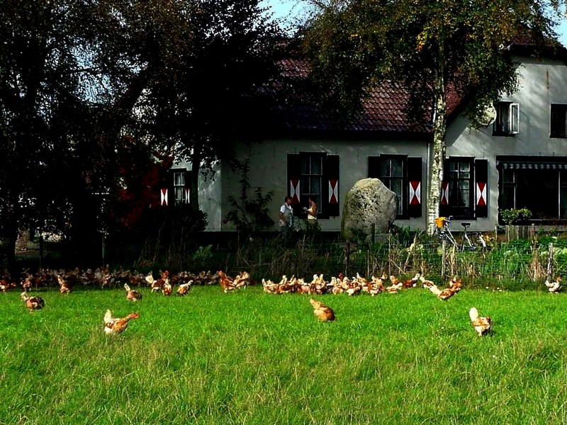 [DOT CD08] Netherlands - Terschuur - Chickens; DISPLAY FULL IMAGE.