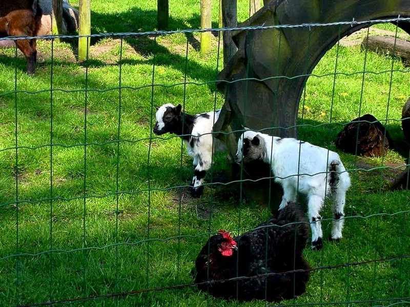 [DOT CD08] Netherlands - Zwartebroek - Chicken & Goat Lambs; DISPLAY FULL IMAGE.