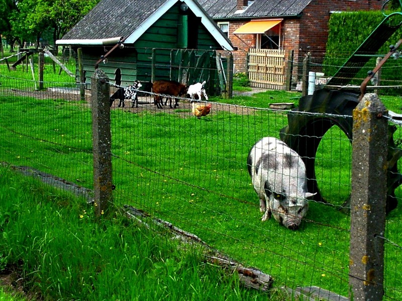 [DOT CD08] Netherlands - Zwartebroek - Pig; DISPLAY FULL IMAGE.