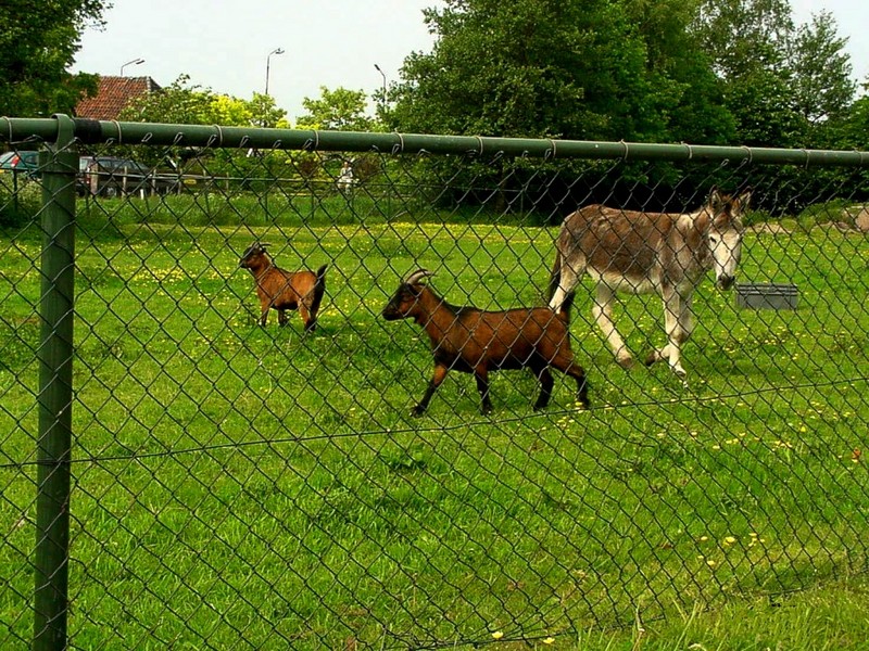 [DOT CD08] Netherlands - Zwartebroek - Donkey & Goats; DISPLAY FULL IMAGE.