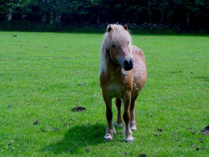 [DOT CD08] Netherlands - Zwartebroek - Horse; DISPLAY FULL IMAGE.