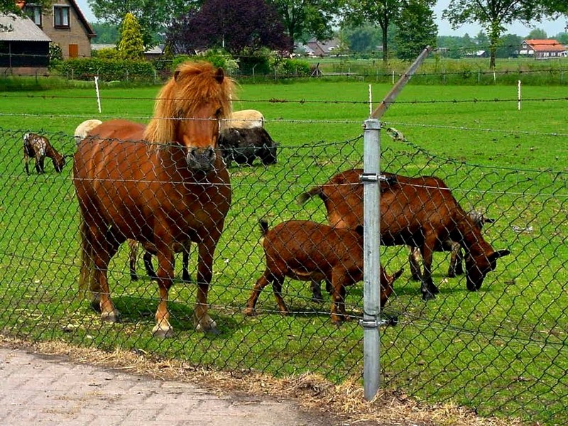 [DOT CD08] Netherlands - Zwartebroek - Horse & Goats; DISPLAY FULL IMAGE.