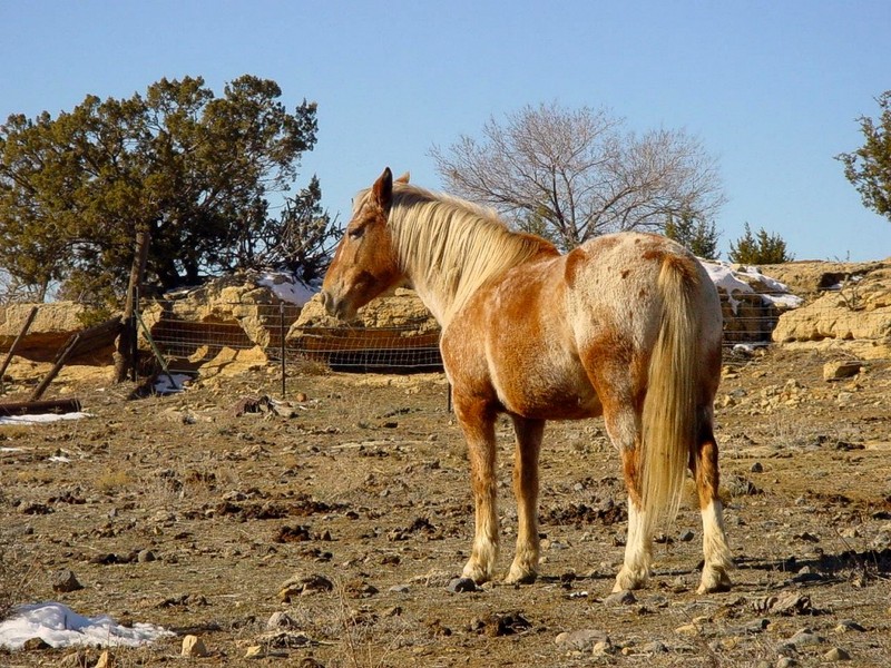 [DOT CD08] New Mexico - Horse; DISPLAY FULL IMAGE.