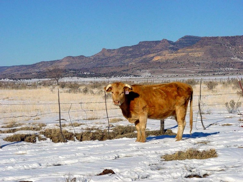 [DOT CD08] New Mexico - Cow; DISPLAY FULL IMAGE.
