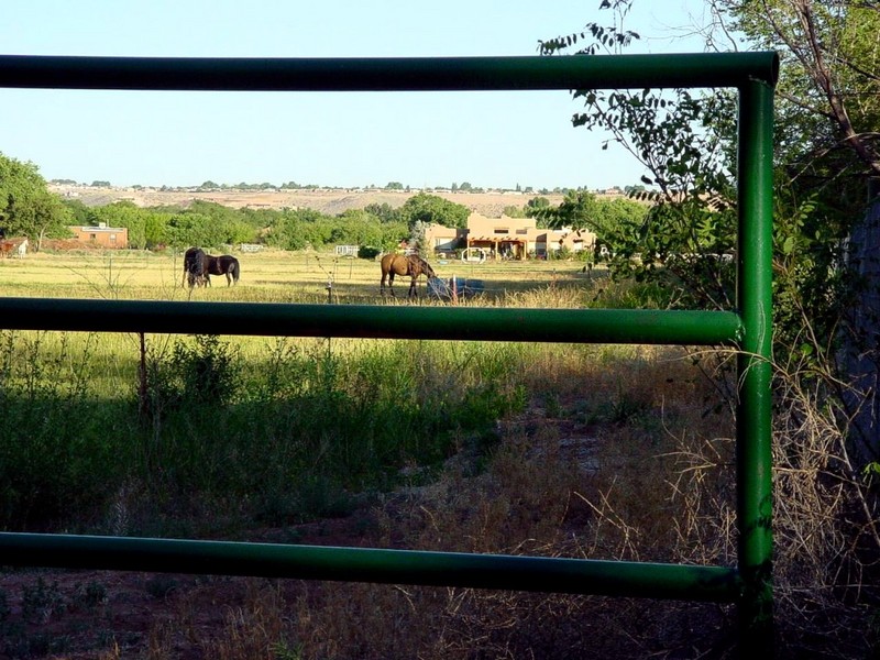 [DOT CD08] New Mexico - Horses; DISPLAY FULL IMAGE.