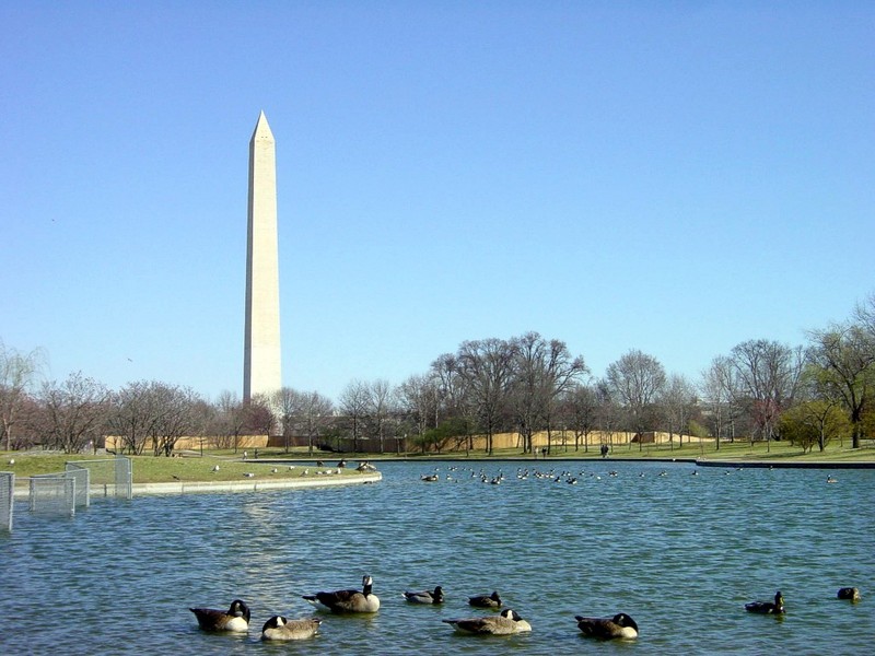 [DOT CD08] Washington DC - Wahington Monument - Canada Geese; DISPLAY FULL IMAGE.