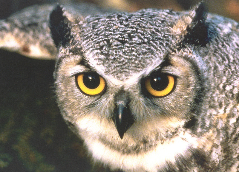 [zFox SWD Animals] Great Horned Owl, Up Close; DISPLAY FULL IMAGE.
