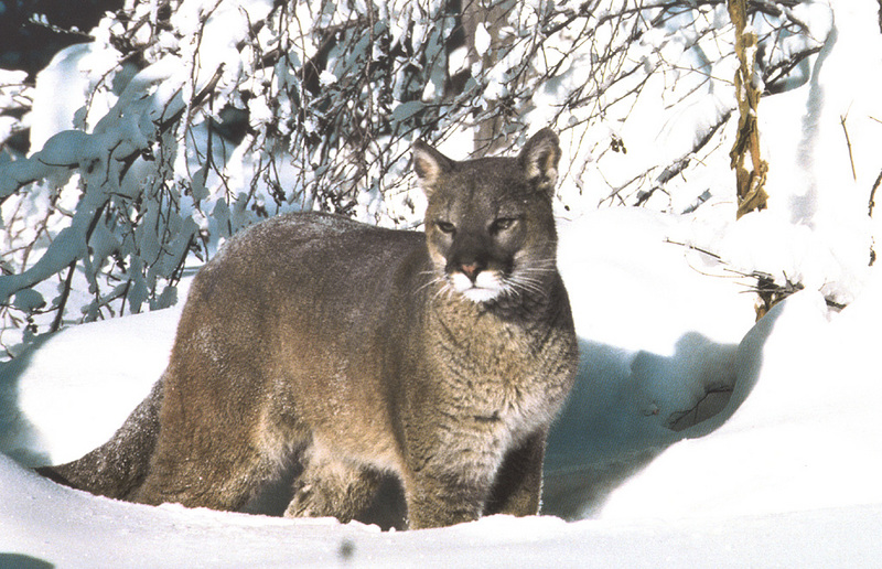 [zFox SWD Animals] Mountain Lion (Cougar); DISPLAY FULL IMAGE.