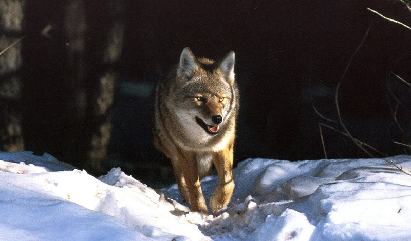 [zFox SWD Animals] Coyote; DISPLAY FULL IMAGE.