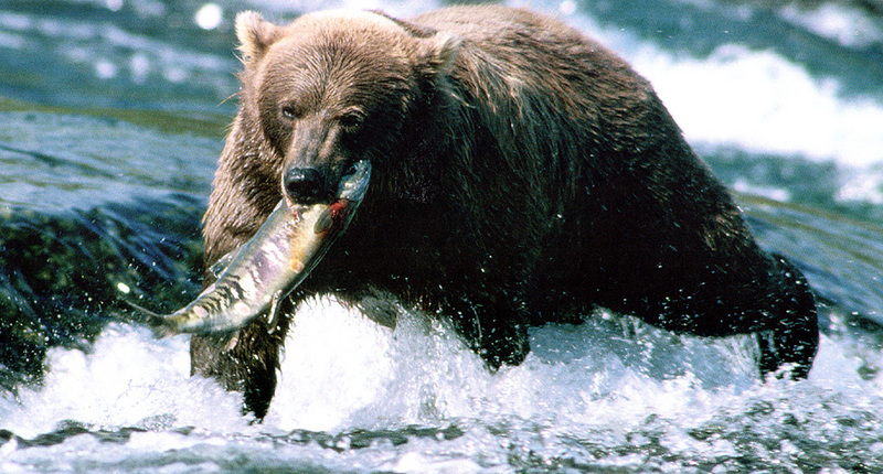 [zFox SWD Animals] Kodiak Bear's Salmon Hunting; DISPLAY FULL IMAGE.