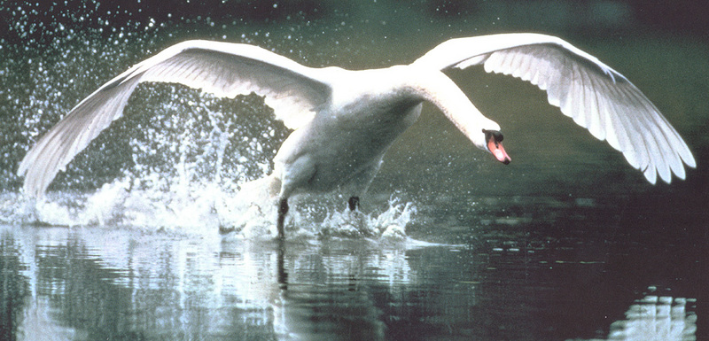 [zFox SWD Animals] Mute Swan Taking Flight; DISPLAY FULL IMAGE.