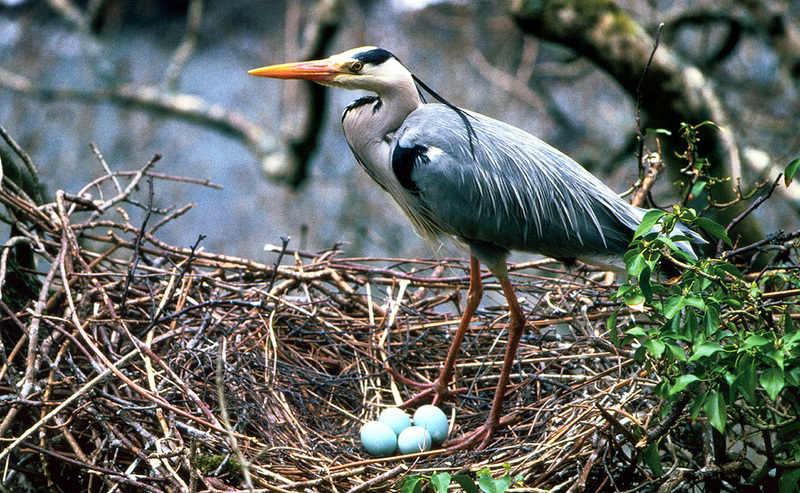 [zFox SWD Animals] Great Blue Heron and Eggs on nest; DISPLAY FULL IMAGE.