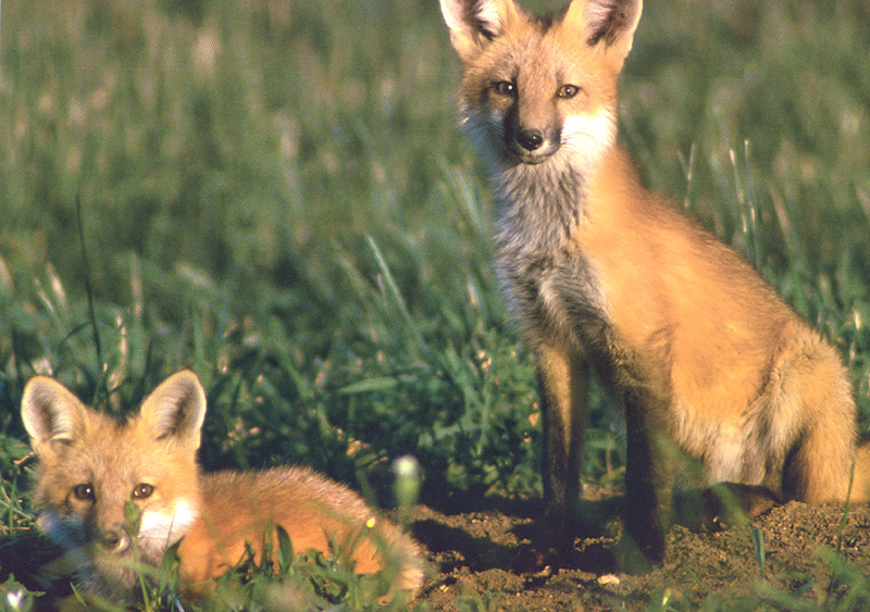 [zFox SWD Animals] Red Foxes; DISPLAY FULL IMAGE.