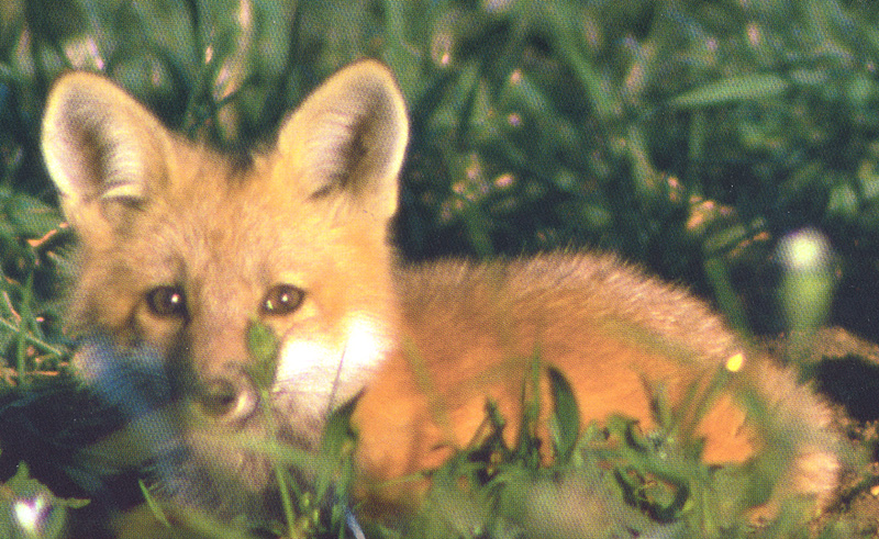 [zFox SWD Animals] Red Fox Baby; DISPLAY FULL IMAGE.