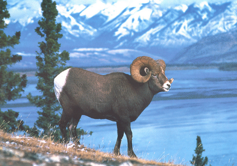 [zFox SWD Animals] Rocky Mountain Bighorn Sheep (Ram); DISPLAY FULL IMAGE.